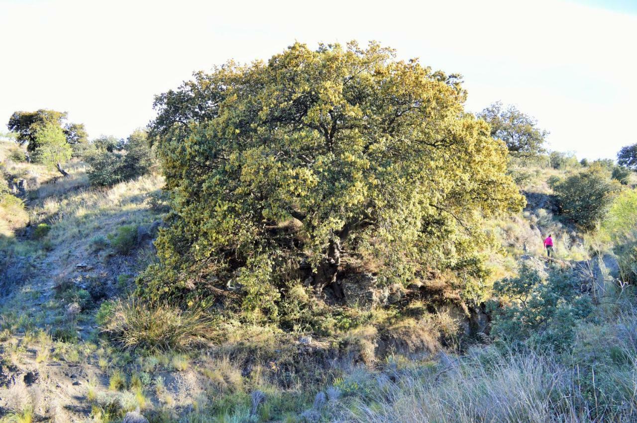 Cortijo Claudia Konuk evi Taberno Dış mekan fotoğraf